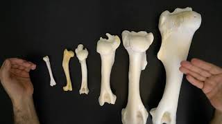 Comparative anatomy of the humerus [upl. by Enoj63]