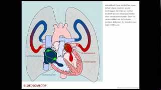 Bloedsomloop  Bloed [upl. by Brass]