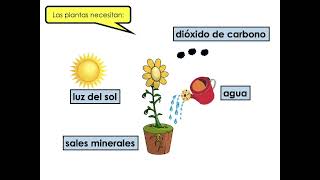 NUTRICIÓN AUTÓTROFA  tercer grado primaria [upl. by Ille]