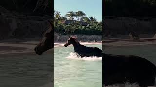 Swim with horses on tropical island at worlds best hotel NIHI Sumba ✨ [upl. by Violante]