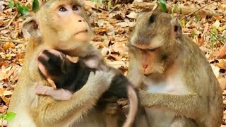 Great job Mom protect her little baby newborn kidnap from young monkey so well [upl. by Lorraine]