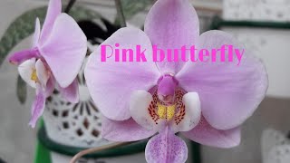 Phalaenopsis schilleriana quotPink Butterflyquot [upl. by Aihtela257]