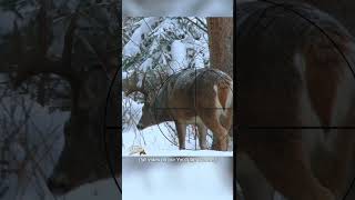 Chocolate Racked Saskatchewan Buck where to shoot a deer shorts saskatchewan hunting [upl. by Avruch]