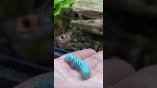 Hand Feeding my pet MINI DRAGON redeyed crocodile skink [upl. by Neelyaj]