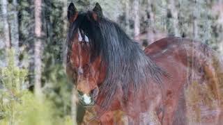 Wild Horses in Alberta in the New Year 2019 [upl. by Gnouhp]