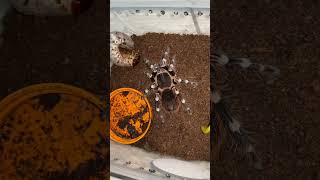 Tarantula Feeding  Brazilian Whiteknee tarantula Acanthoscurria geniculata Feeding video [upl. by Starinsky]