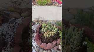 frontyardlandscaping replanting succulents garden [upl. by Nitreb]