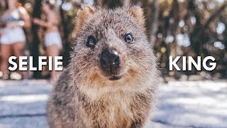 Quokkas The Happiest Animals on the Internet [upl. by Nosduj]