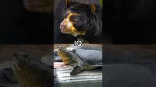 Spectacled Bear vs Yangtze Giant Softshell Turtle spectacledbear [upl. by Melloney430]