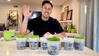 How to Germinate Dragon Fruit Seeds QUICKEST amp EASIEST Way [upl. by Saberhagen]