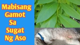 MABISANG GAMOT SA SUGAT NG ASO  HOME REMEDY [upl. by Etteniuqna]