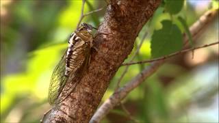 Megatibicen dealbatus cicada female possibly reacting to recording [upl. by Hun]