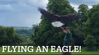 American bald eagle training [upl. by Sagerman]