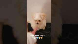 memes foryou funny lustig fortnitememes diedinos snowythemaltipoo20 [upl. by Edrahc]