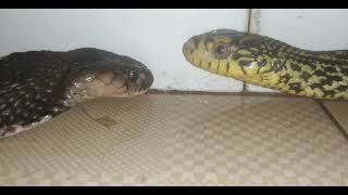 Battle Of The Snakes Elaphe Carinata VS Chinese Cobra naja Atra [upl. by Burrton580]