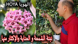 نبتة الشمعة  زراعة نبات الهويا و رعايتها و طرق الإكثار منها Hoya Carnosa [upl. by Kcirddot]