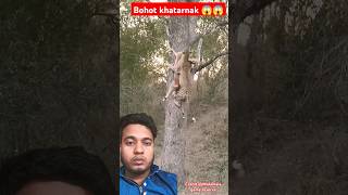 Khatarnak scene bhai 😱😱 animals tiger glasscuttingshortvideo [upl. by Nisay]