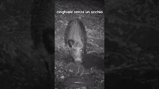 🐗👁️Cinghiale gigante senza un occhio si rotola nella pozza wildboar shorts fototrappola boars [upl. by Ellehctim]