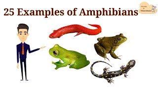 25 Examples of Amphibians  List of Amphibians with Picture [upl. by Remmos790]