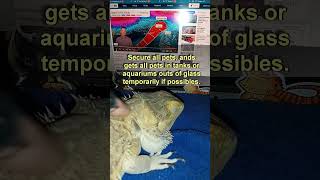 Larry is in DIRECT PATH Important REPTILE PetHurricainTIPS  hurricanemilton petsafty florida [upl. by Carlyle403]