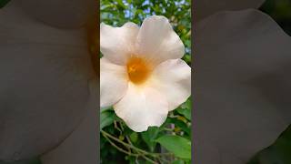 ALLAMANDA PLANTS CARE allamandaflower gardening flowers [upl. by Hebrew547]