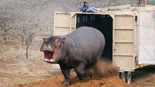 Watch These Animals Being Freed For The First Time  Emotional Moments [upl. by Aneeuqahs786]