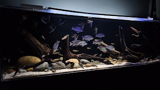 Hardscape Aquarium [upl. by Layol]