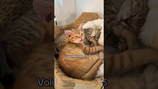 Chatty Clementine 🍊😸 cat babykittens kitten meow meowcats talkingcats orangecats foster [upl. by Ayimat671]