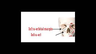 Maxilla Anatomy  Cranial osteology 1 doctor medicoverse medicalshorts [upl. by Jack871]