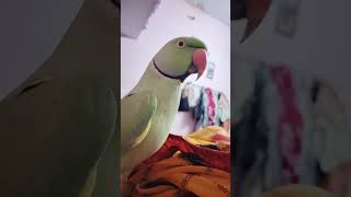 Bolne wala tota trend love cute greenparrot mitthu birds viralvideo shotrs [upl. by Essirahc403]