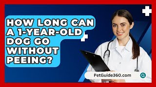 How Long Can A 1YearOld Dog Go Without Peeing  PetGuide360com [upl. by Adnoloy295]