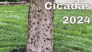 Cicadas Rising In St Louis Missouri  Tree Covered In Live Cicadas 2024 [upl. by Blankenship]