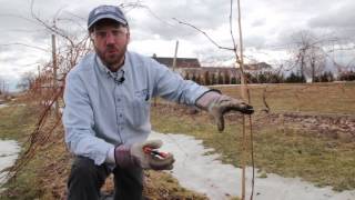 Caring for Young Grape Vines [upl. by Nuawd]