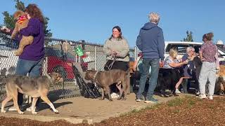 Kirksville Bark Park 10th Anniversary [upl. by Eceinal]