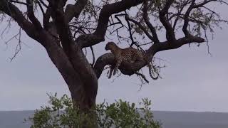 Quick Leopard sightings  Satara Kruger Park [upl. by Arvy]