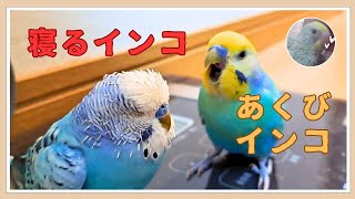 【10歳差】セキセイインコの気遣いが、流石でした [upl. by Kidd]