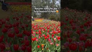 Tulip festival at Araluen Botanic Park Perth Western Australia🌷😍 tulip travel australia usa [upl. by Leigha]