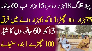 Cattle Farming profitable business in pakistan ￼ [upl. by Caughey231]