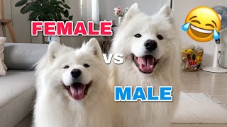 Funny Differences Between Female And Male Samoyeds [upl. by Yot]