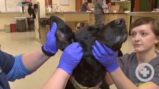 How to Clean A Dogs Ears [upl. by Cresida]