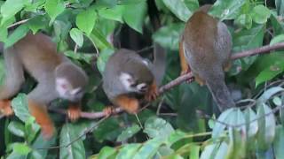 Guianan Squirrel Monkeys Saimiri sciureus [upl. by Crompton]