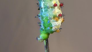 Cecropia Moth Caterpillar Molting Hyalophora cecropia [upl. by Leasa]