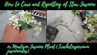 How to Care and Repotting of Real Star Jasmine or Madison Jasmine Plant Trachelospermum jasminoides [upl. by Bouzoun847]