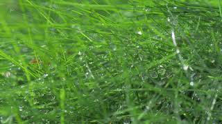 Rain fell onto the grass [upl. by Saideman]