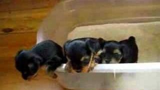 Yorkie puppies at 5 weeks  2 [upl. by Ayom]