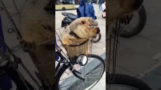 hyrax traveling day 24  hyrax music funnyimages [upl. by Sulihpoeht842]