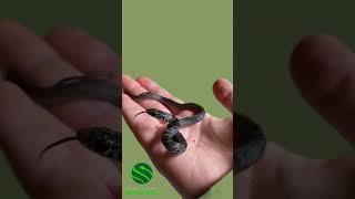 Super cute baby snakes 🐍 kyreptilezoo snakes reptiles rrg [upl. by Gavan]