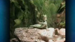 Australias Funniest Home Videos Part 4 2010 05 22 [upl. by Ylla892]