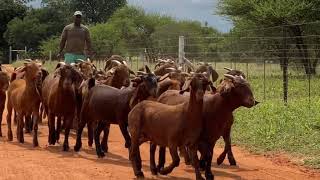 Goats Kalahari reds  Pieter Smith South African [upl. by Maddis]