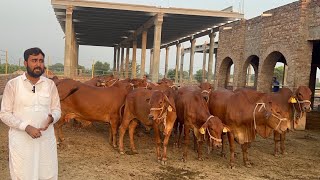 Elite Sahiwal Cattle Farm Sheikh Ismail Dairy and Cattle Farm [upl. by Ikcir]